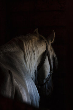 horse head silhouette in harness on a black background
