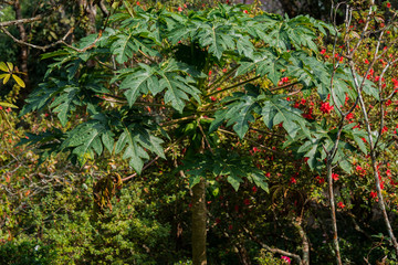 Round shaped top of papaya tree in the forest