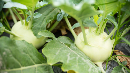 Kohlrabi plant growing in organic vegetable garden ready for harvest