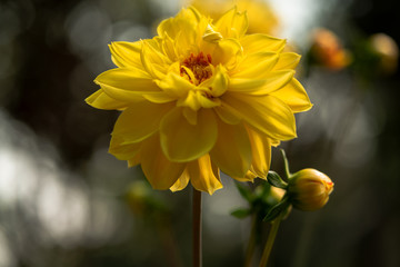 Yellow Flowers in the garden macro shot with bokeh