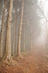 Obraz premium 霧の登山道