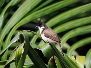 Obraz premium Red whiskered bulbul bird perching on palm tree leaf