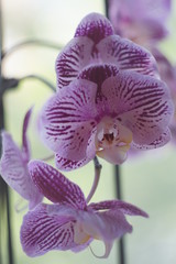 Orchid