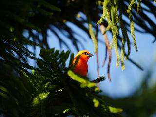 Red Fody Bird perching on Spruce tree