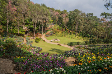 Obraz premium Mountain Pine Sakura forest green lawns flower beds garden landscape of Mae Fah Luang Arboretum, Thailand