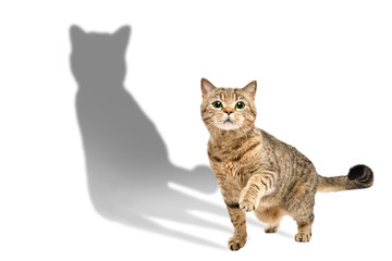 Charming curious cat Scottish Straight standing with raised paw isolated on white background with...