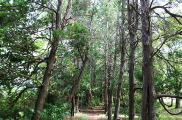 小道　檜　夏　茨城