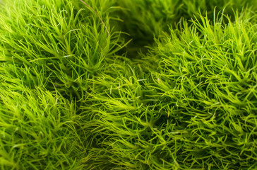 Cesped muy verde