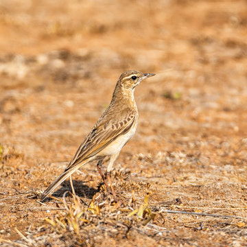 Buffy Pipit