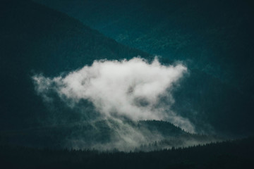 beautiful foggy mystic mountains. Fog clouds at the pine tree mystical woods, morning. Europe, mysterious alpine landscape.