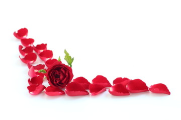 red rose and petals isolated on white background