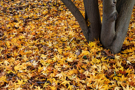 Autumn Leaves in Park