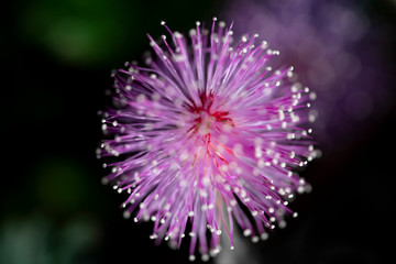 Macro shot of wild pink meadow flower round shape
