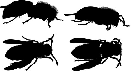 four wasp silhouettes on white