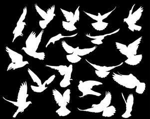 twenty isolated white doves