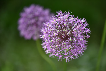 Zierlauch (violett) - Allium