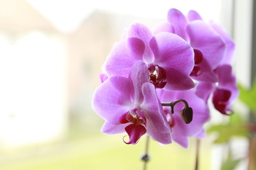 Nahaufnahme einer Orchidee Phalaenopsisblüte