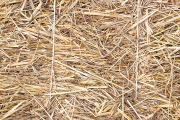 Closeup Dry yellow hay, Straw, Dry straw texture background, vintage style for design.