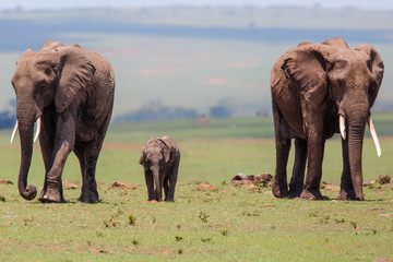Elephants with a calf on the plains in the Masai Mara National Park in Kenya 