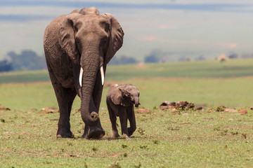 Elephant with a calf on the plains in the Masai Mara National Park in Kenya 