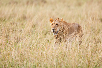 Young male lion hunting in the high dry grass on the savannah of the Masai Mara National Park in Kenya