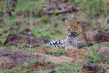 Leopard male in the Masai Mara National Park in Kenya