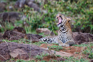 Leopard male in the Masai Mara National Park in Kenya