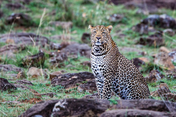 Leopard male in the Masai Mara National Park in Kenya