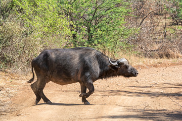 Cape Buffalo