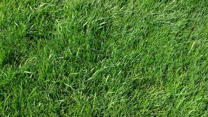 Fototapeta premium Green grass background, nice pleasent green grass
