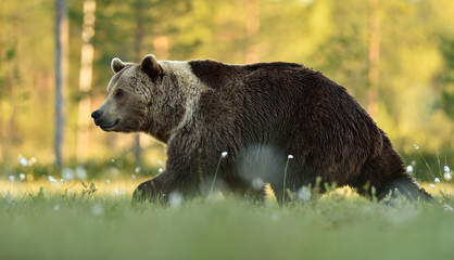brown bear in sunny forest landscape