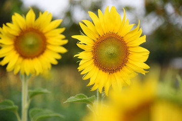 Beautiful sunflower in the garden