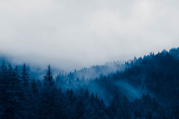 beautiful foggy mystic mountains. Fog clouds at the pine tree mystical woods, morning. Europe, mysterious alpine landscape.