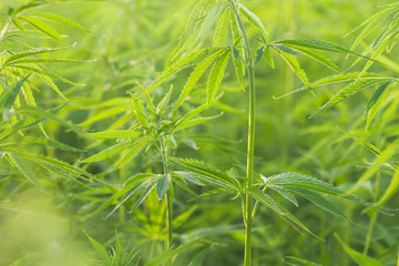 Detail of hemp plants