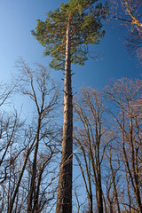 A pine rises tall against the blue sky.