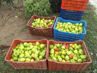 The beautiful Capsicum in farmland