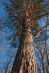 A pine rises tall against the blue sky.