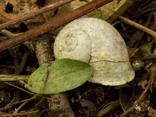 Caparazón de caracol entre ramas caídas