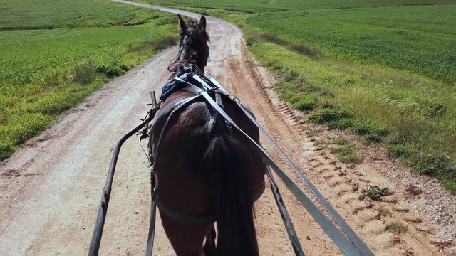 Dark brown horse pulling a Carriage on a dirt path on a sunny day, at 60 fps.