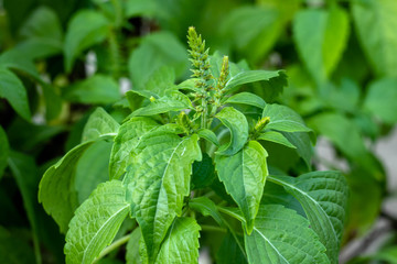 Caraway is a flavorful and aromatic herb. The caraway seed is the most used part of the plant and can be used in baking, soups, stews and other foods but all parts of the plant are edible.