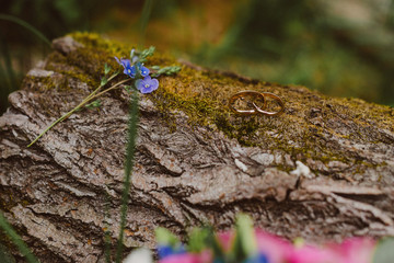 Bridal rings and forget-me-not flower are on tree bark