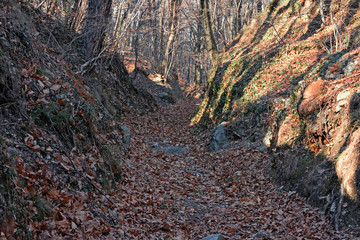 Panoramic view of a forest path on an winter afternoon.