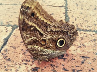 close up of a butterfly