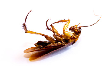 Isolated dead cockroach carcass on white background
