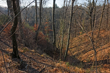 Panoramic view of a forest path on an winter afternoon.