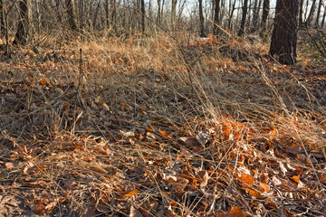Panoramic view of a forest on an winter afternoon.