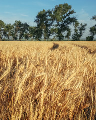 Golden wheat field and trees