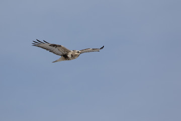 A rough-legged hawk soars in the blue Wyoming sky.