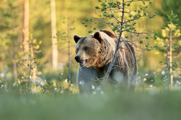 brown bear in the sunny landscape