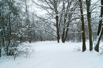 Fototapeta premium Snow cover